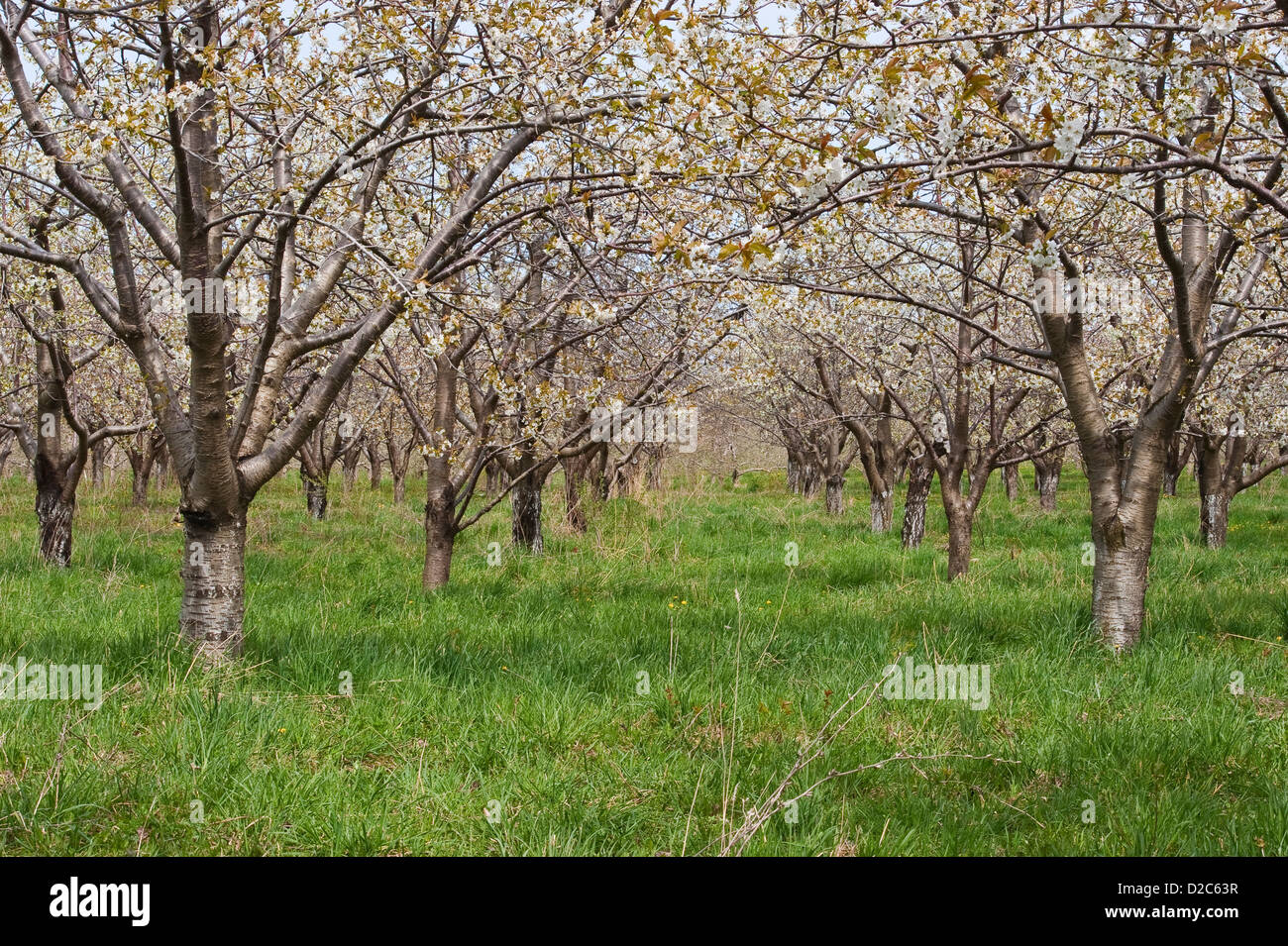 Fioritura Cherry Orchard a Mason county, Michigan, Stati Uniti d'America Foto Stock