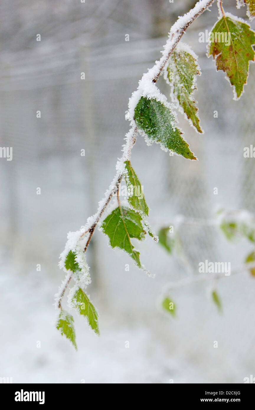 Gelo invernale depositati sul ramo e foglie Foto Stock