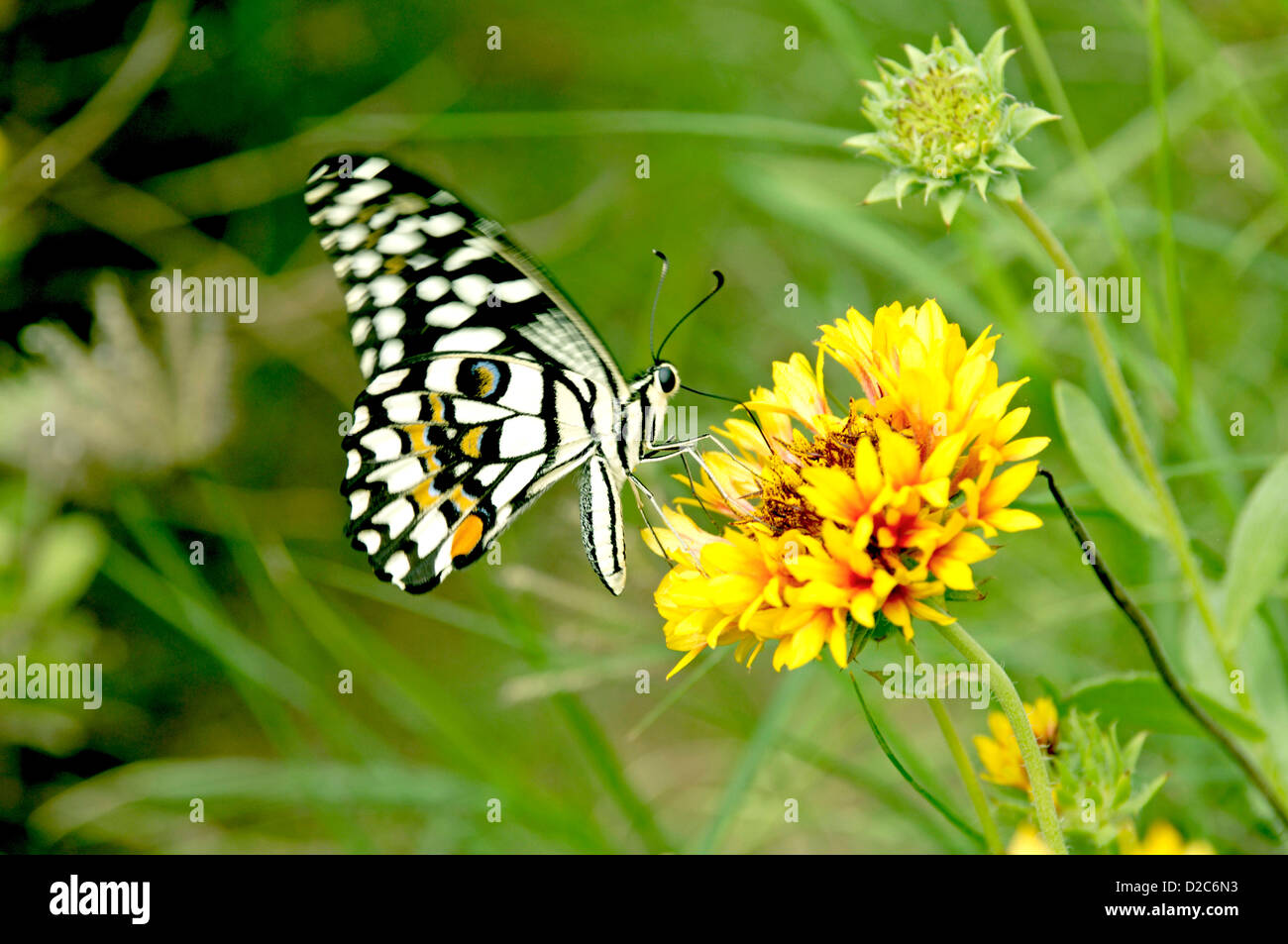 Farfalla sulla Tagete Foto Stock