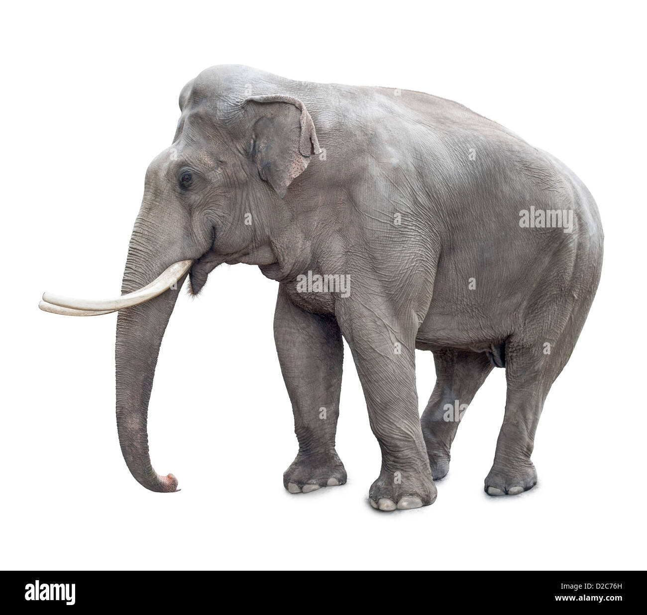 Elephant isolato su bianco con percorso di clipping incluso Foto Stock