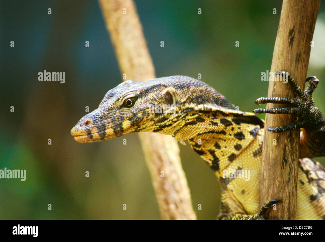 India. L'elemento di monitoraggio presenza acqua Lizard (Varanus salvator). In via di estinzione del rettile Foto Stock