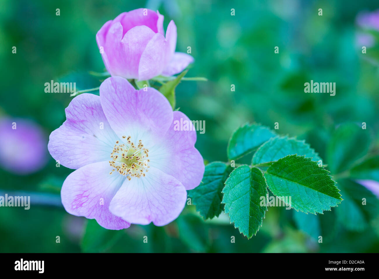 Ritratto di un fiore selvatico/rosa e dettagli in foglia Foto Stock