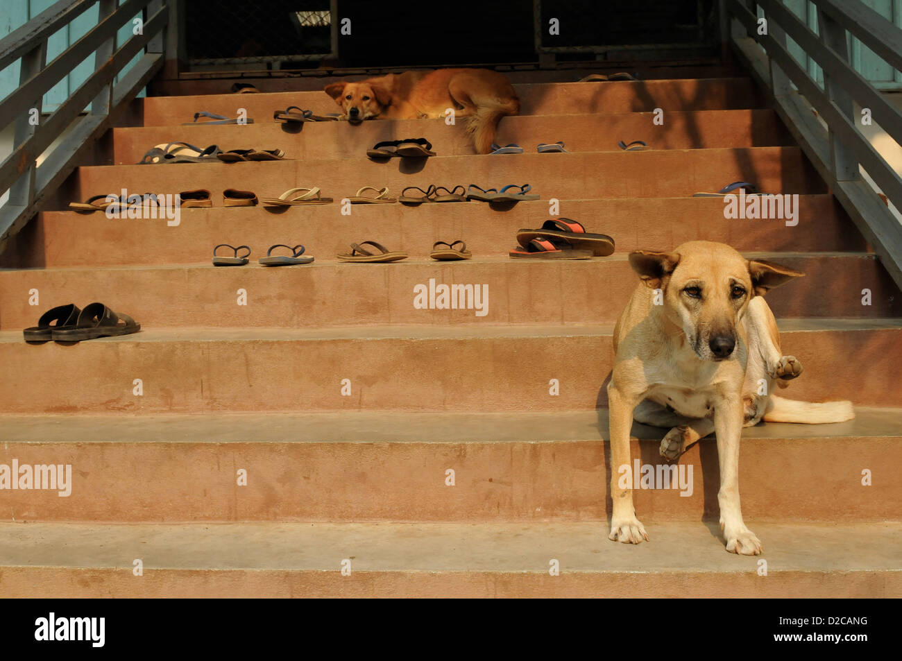 Fang, Thailandia, ingresso scale con sandali e due cani del tempio Foto Stock