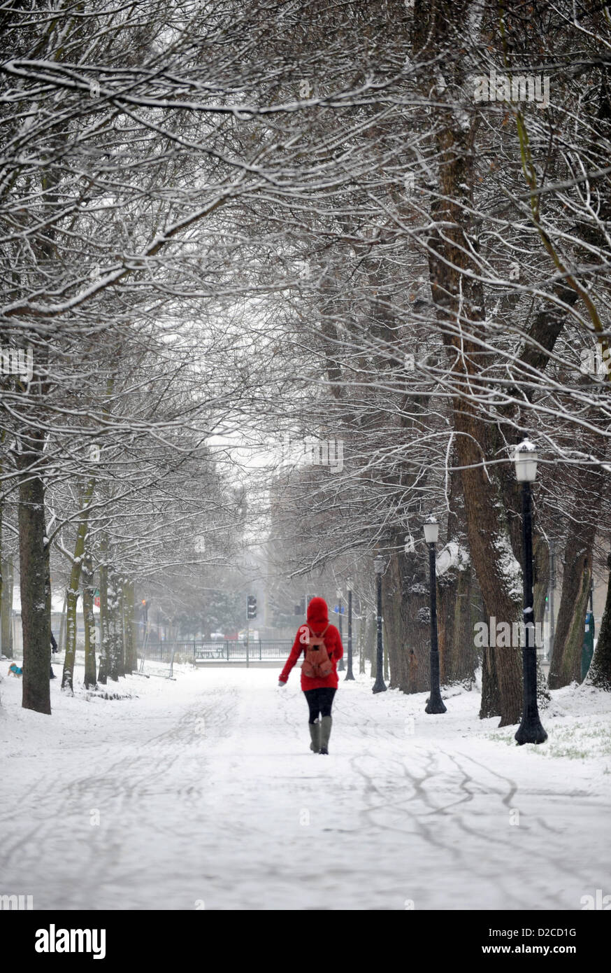 Brighton SUSSEX REGNO UNITO 20 Gennaio 2013 - a piedi attraverso un viale di neve alberi coperti dal livello in Brighton Foto Stock