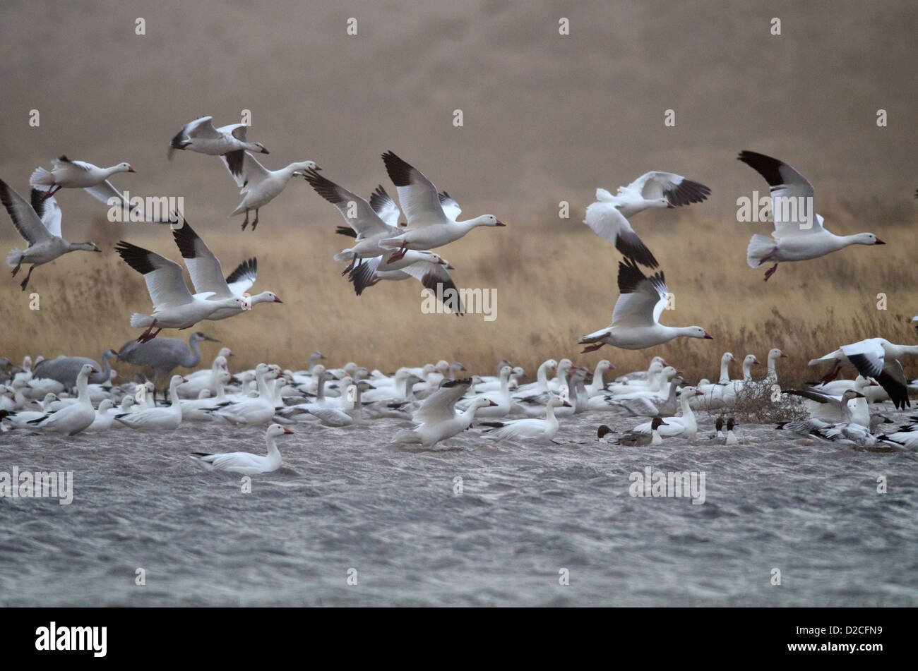 Le oche delle nevi, (Chen hyperborea), volare in tempesta di polvere a Bosque del Apache National Wildlife Refuge, Socorro county, Nuovo Messico. Foto Stock