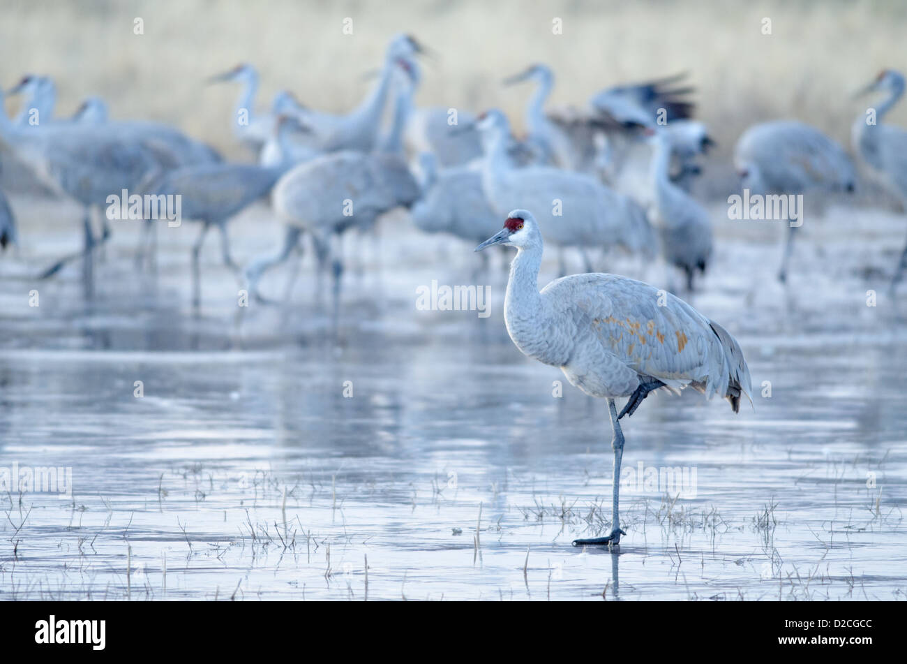 Maggiore Sandhill gru, (Grus canadensis tabida), in piedi sul Congelato stagno. Bosque del Apache National Wildlife Refuge, NM. Foto Stock