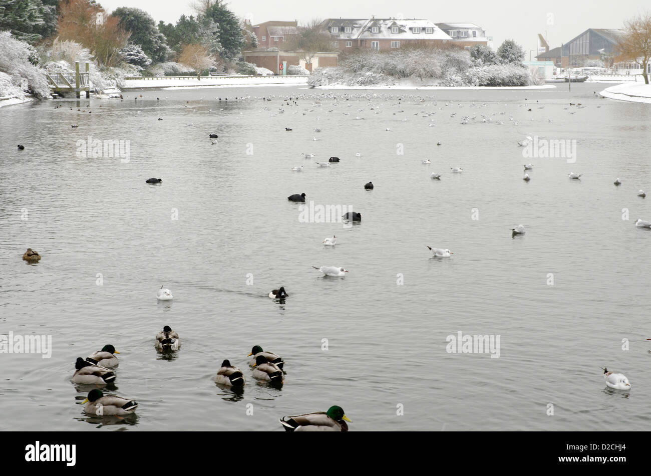 Anatre su un lago ghiacciato in inverno. Foto Stock