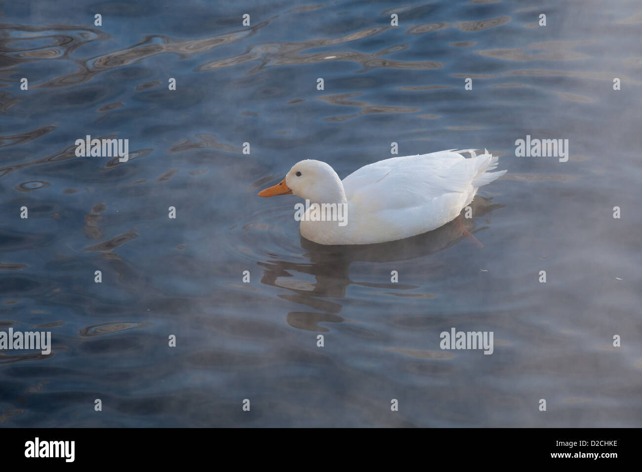 Albino duck nuotate nel lago Bianco. Parco del Palazzo Gatchina,, l'oblast di Leningrado, Russia. Foto Stock