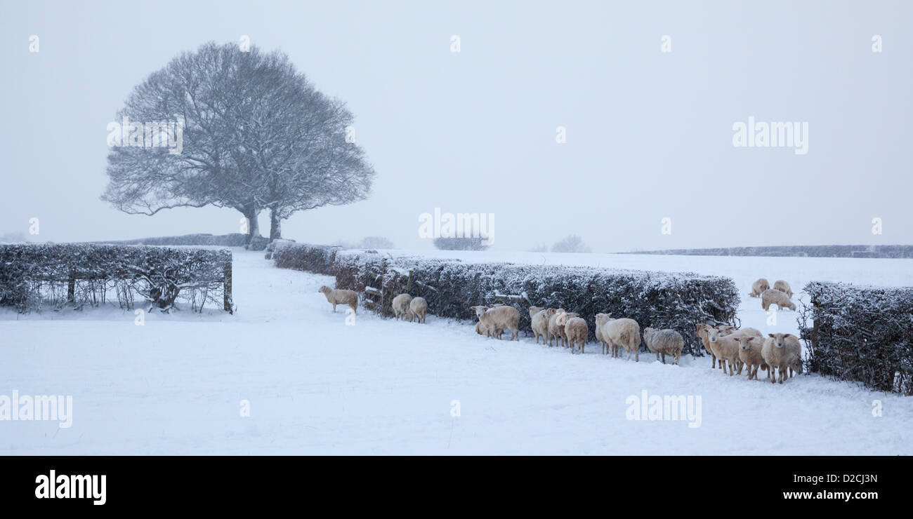 Pecore prendendo riparo durante i pesanti nevicate invernali in East Sussex. Foto Stock