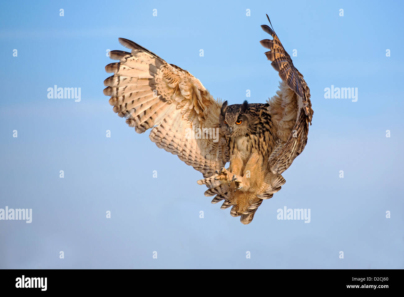 Unione Gufo reale in volo Foto Stock
