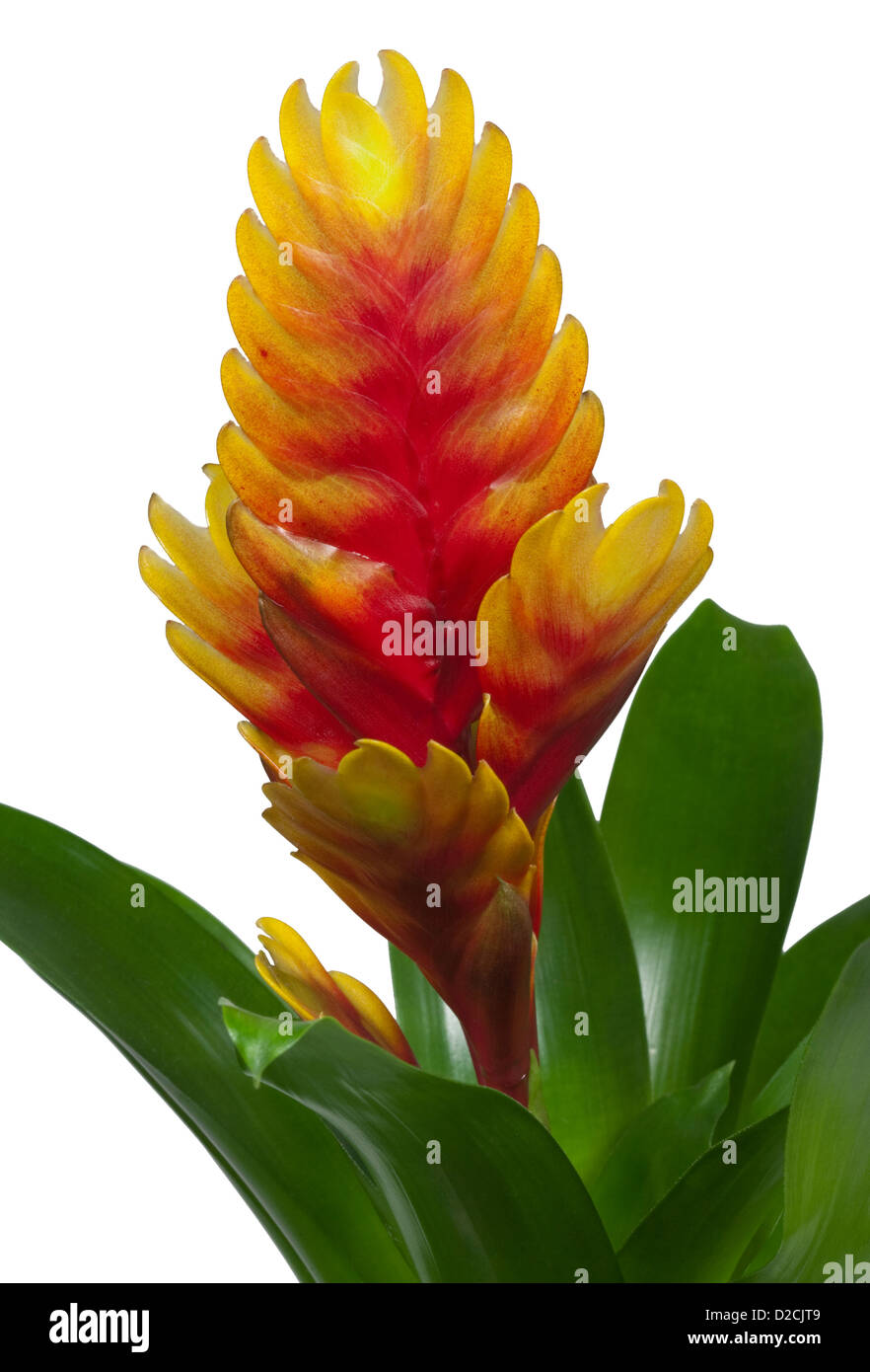 Bromeliad flower su bianco Foto Stock