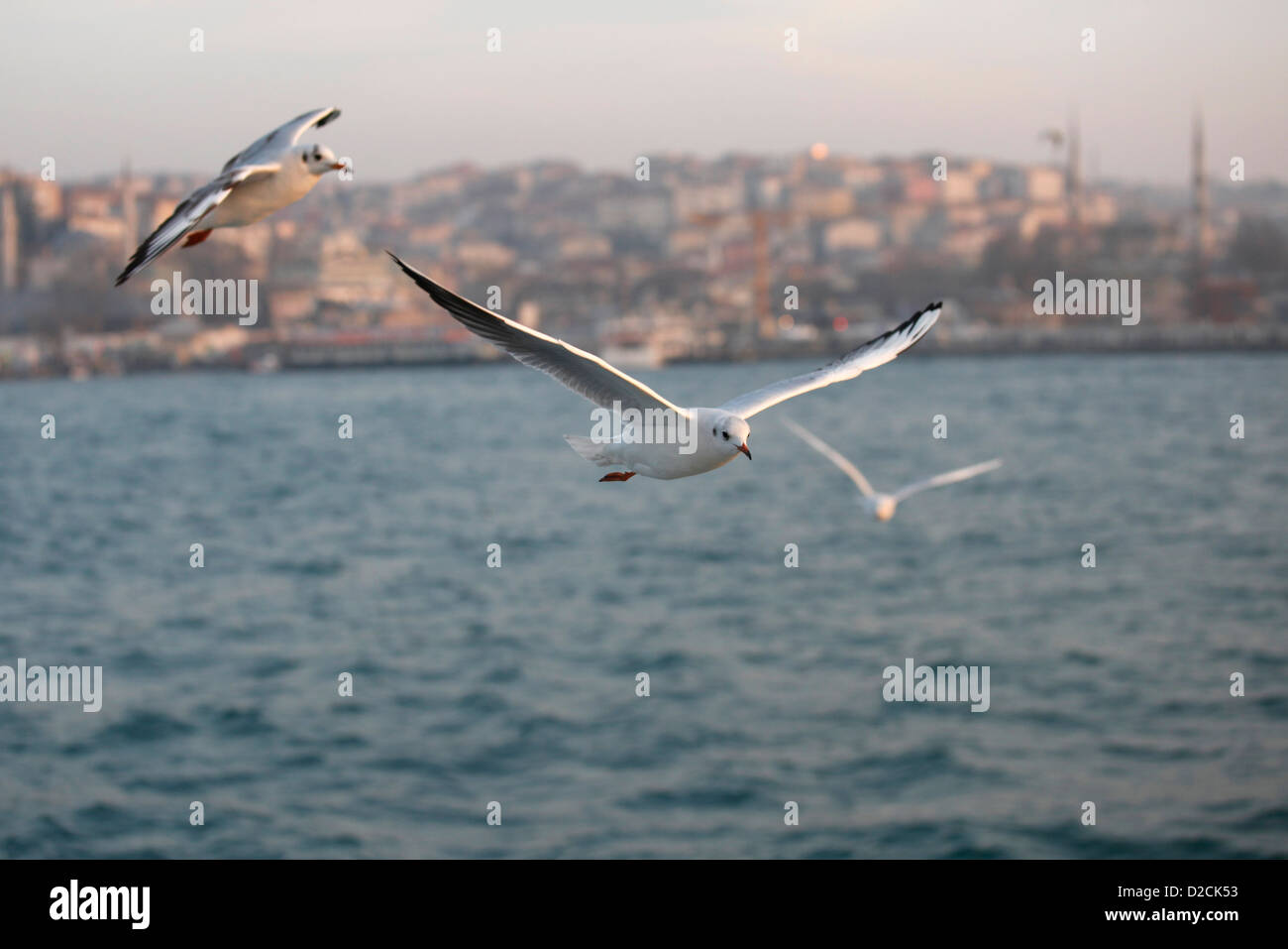 ISTANBUL TURCHIA - Gabbiani volare su lo stretto del Bosforo mar di Marmara Foto Stock