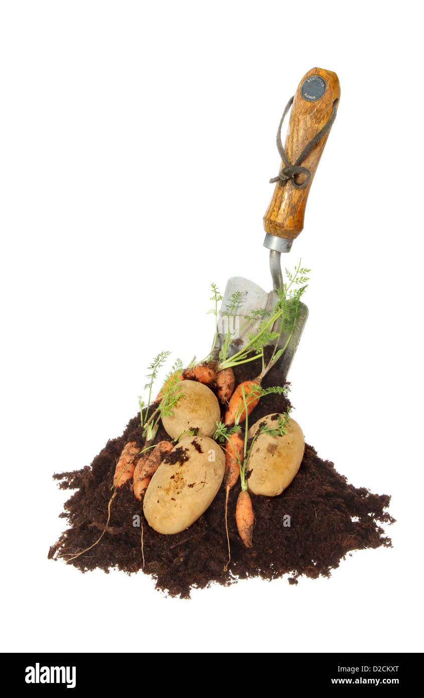Le carote fresche e le patate in una pila di terreno con una forcella di giardino isolato contro bianco Foto Stock