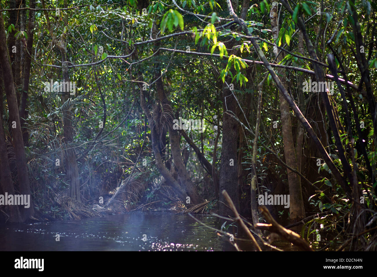 Tranquilla foresta pluviale amazzonica con alberi di kapok (Ceiba pentandra), alberi di gomma (Hevea brasiliensis) e lussureggiante sottobosco, immersi nella luce del sole filtrata Foto Stock