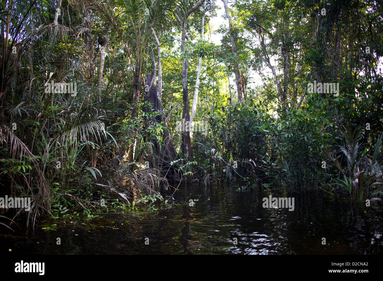 La giungla amazzonica affollamento fino al bordo dell'acqua Foto Stock