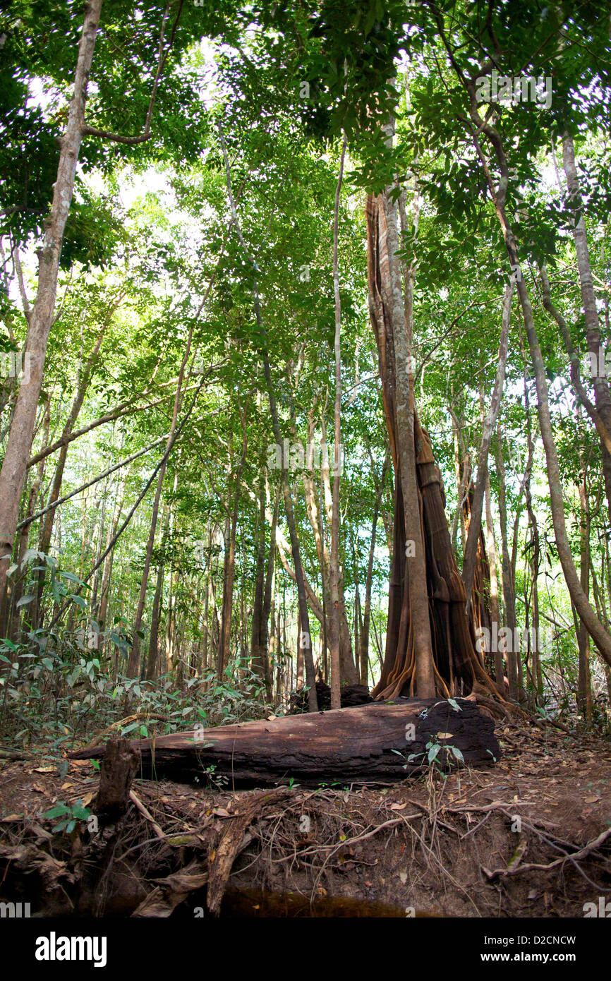Torreggiante albero kapok (Ceiba pentandra) con enormi radici contrassegnate nella foresta pluviale amazzonica, che mostra la sua presenza iconica e importanza ecologica Foto Stock