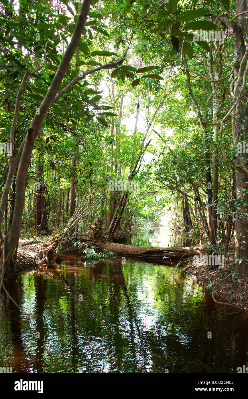 Serene creek scorre attraverso la vibrante foresta pluviale amazzonica vicino a Manaus, Brasile. La luce del sole filtra tra tra alberi lussureggianti Foto Stock