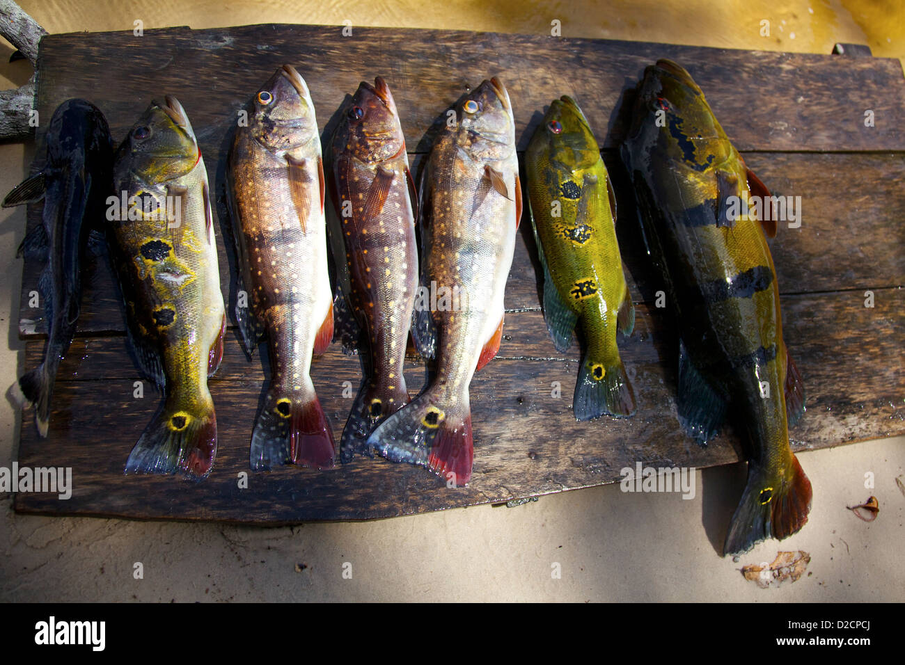 Una selezione di pesci amazzonici appena pescati, tra cui Peacock Bass (Cichla spp.), splendidamente disposti su una tavola di legno vicino al Rio delle Amazzoni Foto Stock