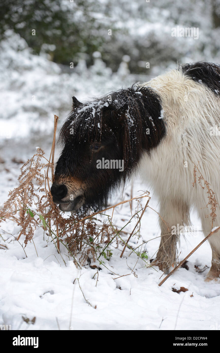 New Forest pony foraggi per alimenti dopo gennaio neve nel sud dell'Inghilterra. Foto Stock