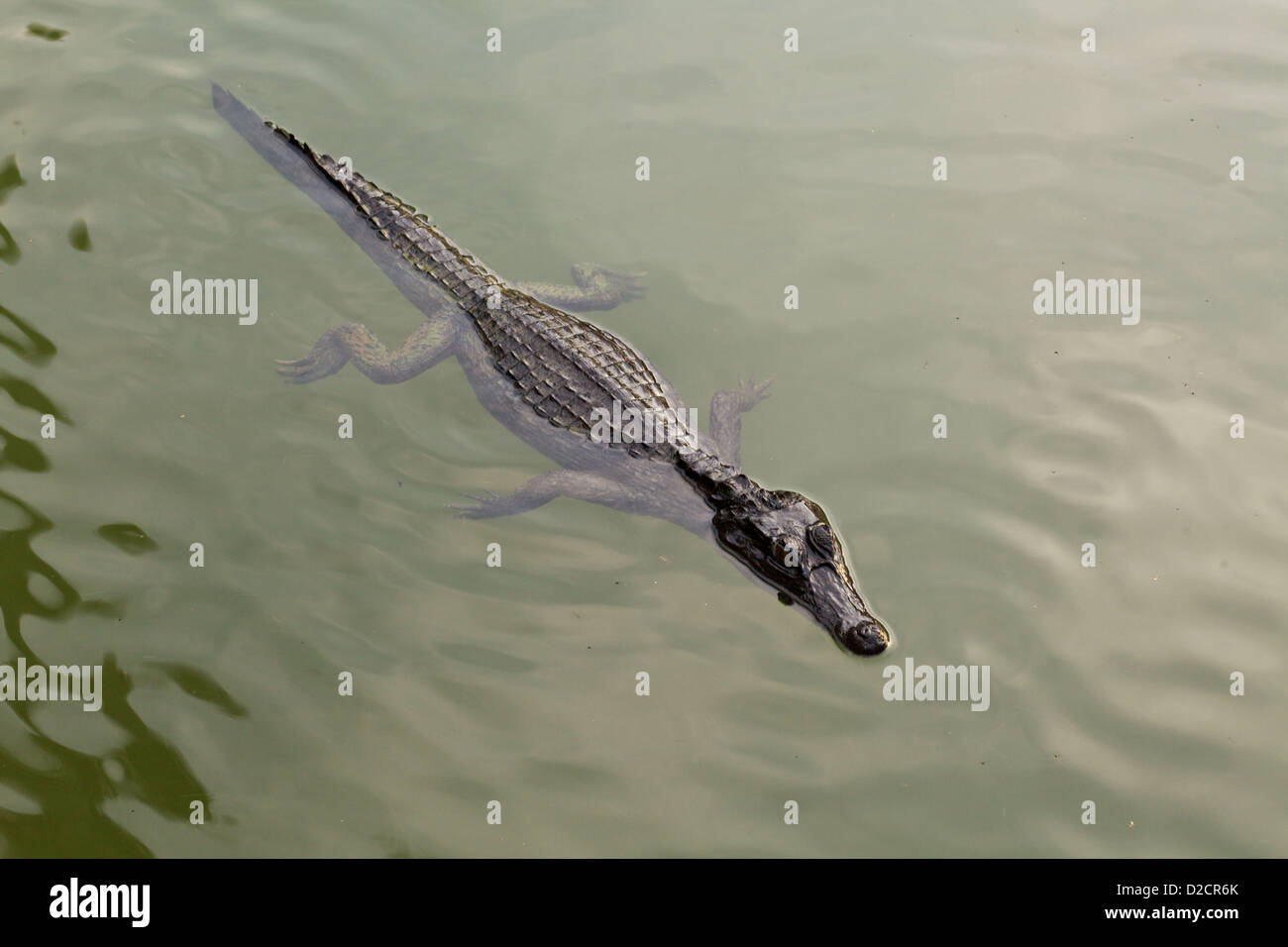 Un caimano dagli occhiali (Caiman Crocodilus) galleggia nel tranquillo Rio delle Amazzoni, nella foresta pluviale amazzonica vicino a Manaus, in Brasile Foto Stock