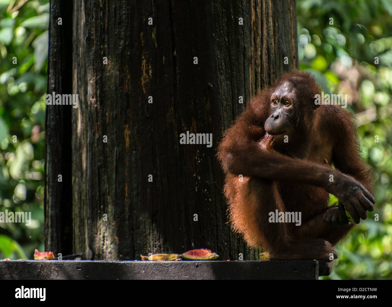 Bornean orangutan (P. pygmaeus) Sepilok Santuario Sandakan Sabah Borneo Malese Foto Stock