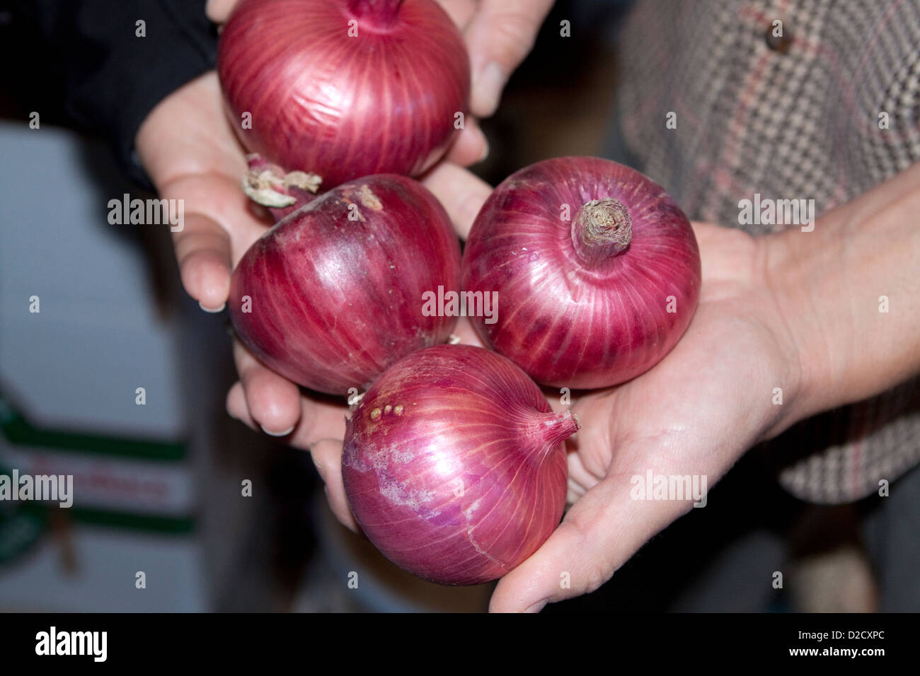 Le cipolle rosse di coltivazione biologica e raccolti in una piccola azienda di famiglia sono visualizzate sulle mani Foto Stock