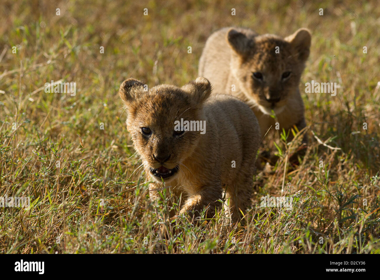 Due cuccioli di leone a seguito di ogni altro attraverso i prati del Masai Mara Foto Stock
