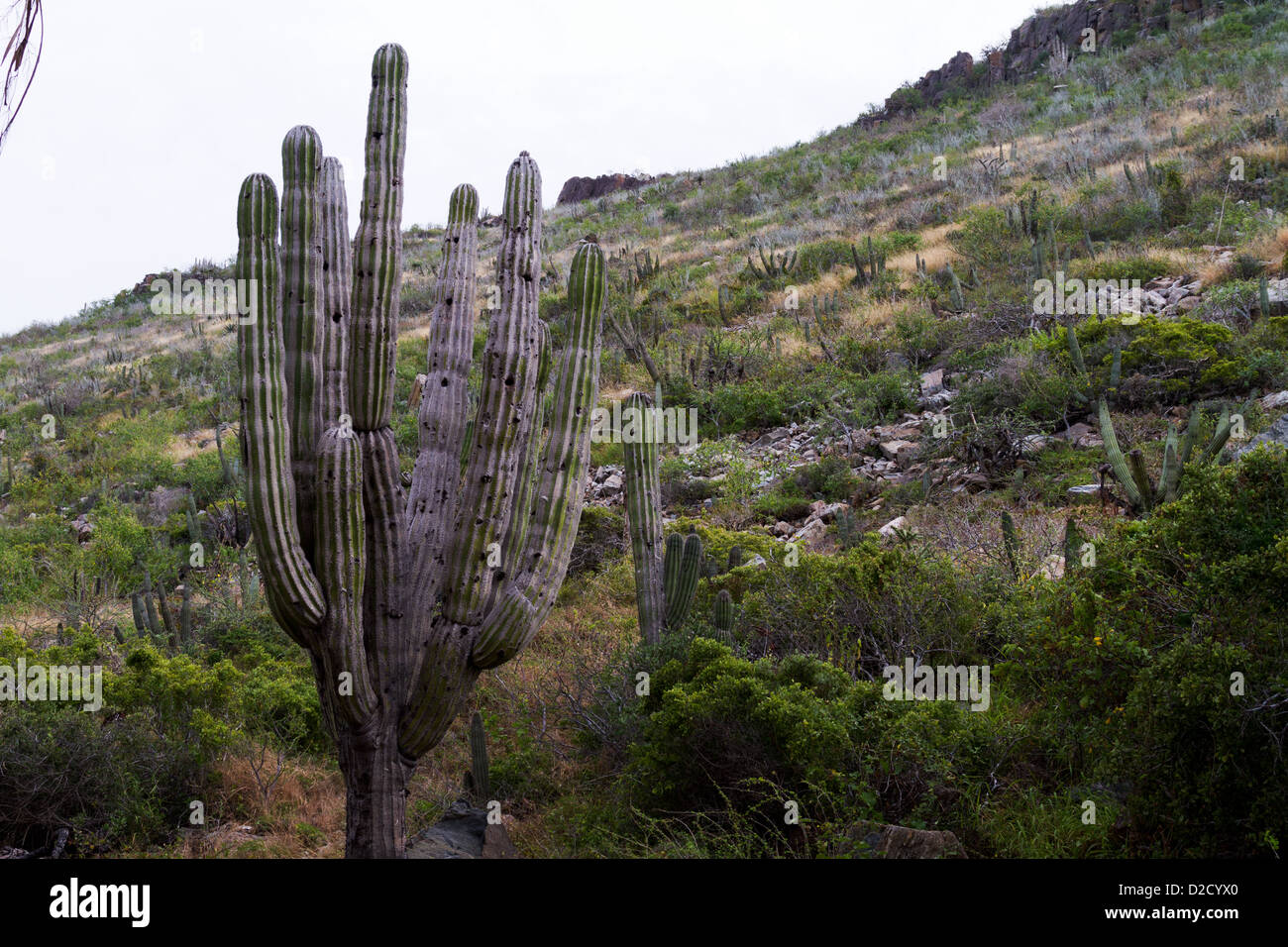 Un cardon cactus in primo piano di una collina nel deserto in Baja, Messico Foto Stock