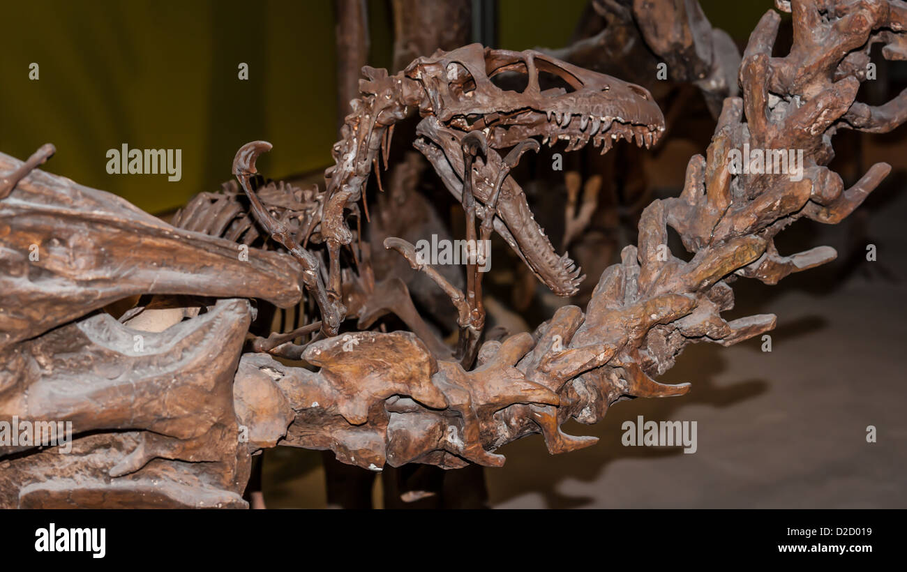 Fossile di dinosauro scheletro East End Museo Storico del Saskatchewan, Canada Foto Stock