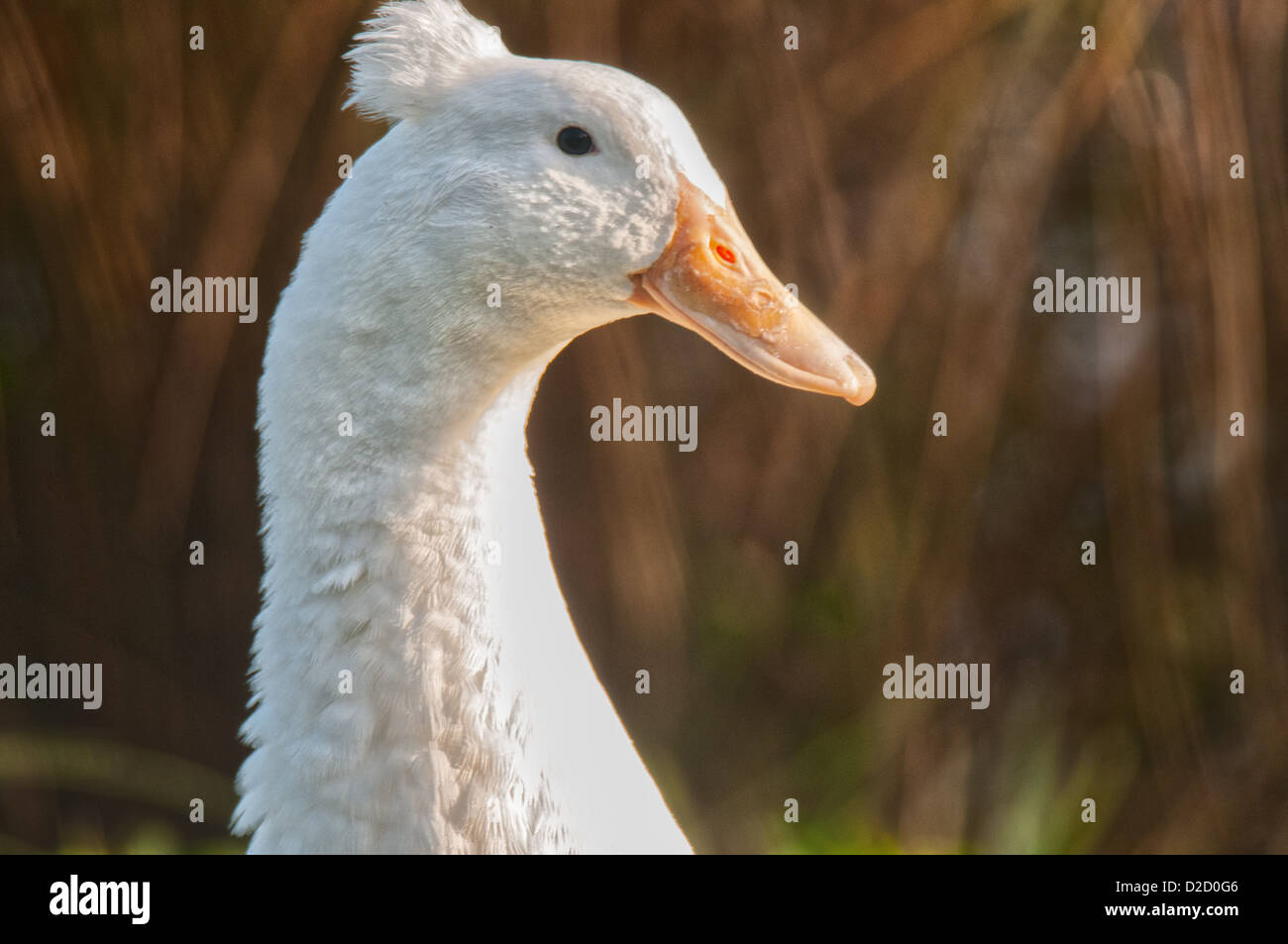 Crested Anatra Bianco al Lago di Morton in Lakeland, Florida. Foto Stock