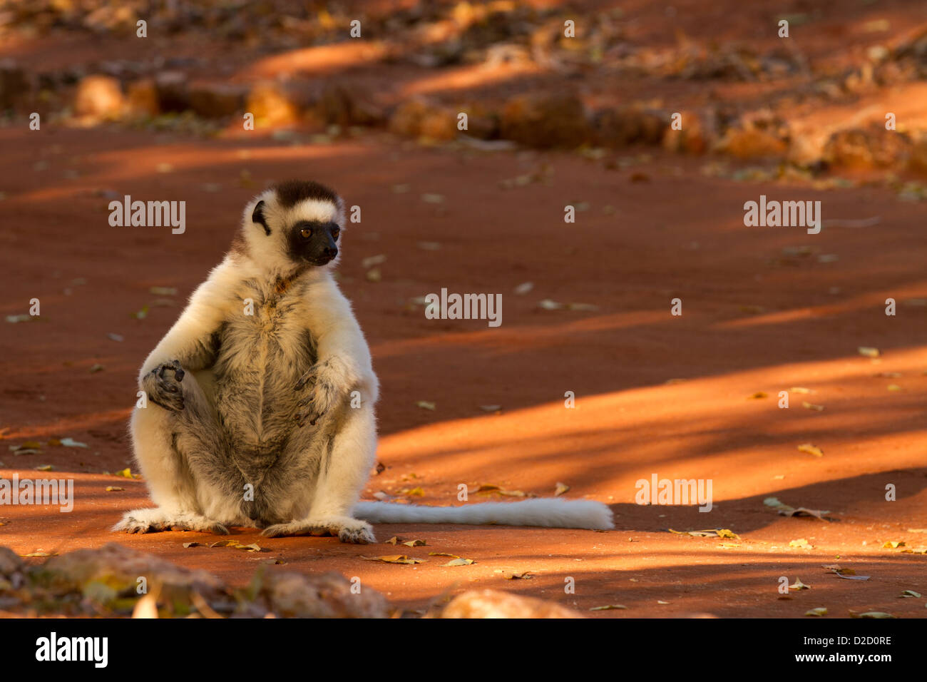 La Verreaux Sifaka, (Propithecus verreauxi) seduto a terra Foto Stock