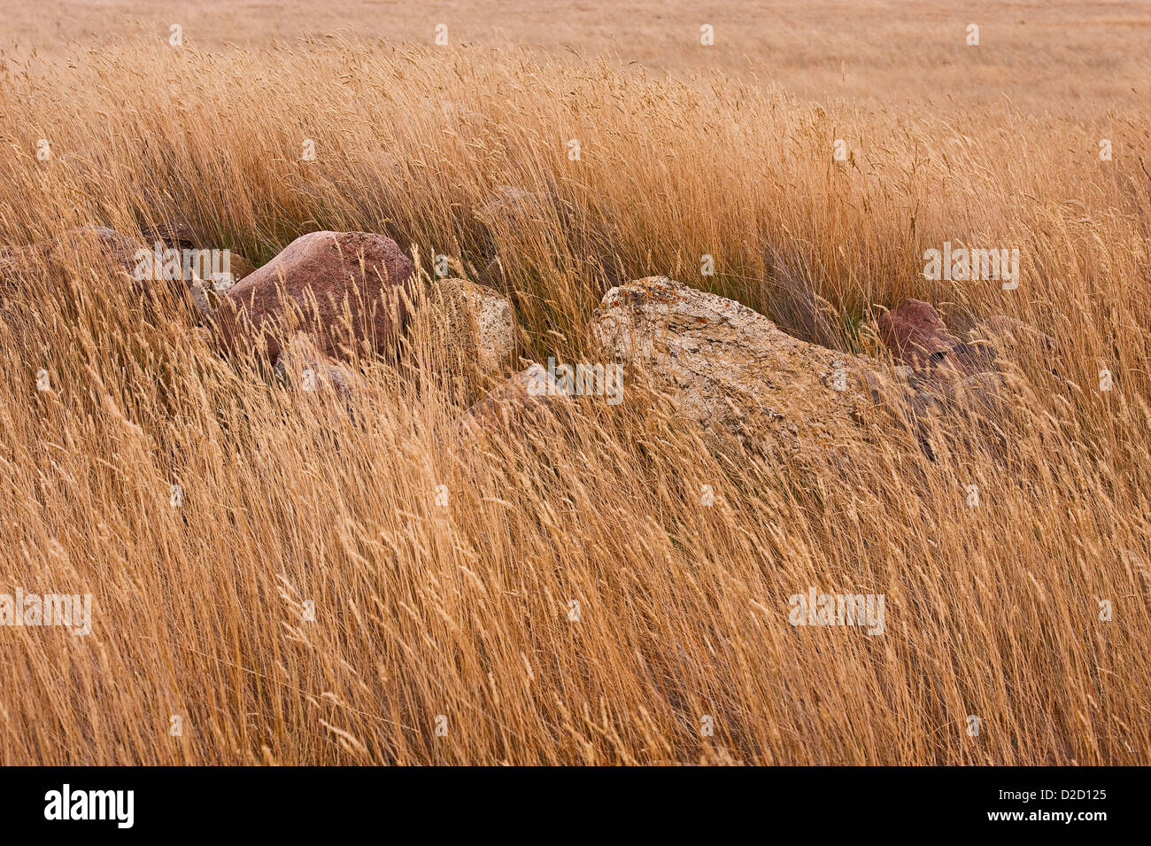 Rocce circondato da erba di coda in Montana orientale prairie, STATI UNITI D'AMERICA Foto Stock