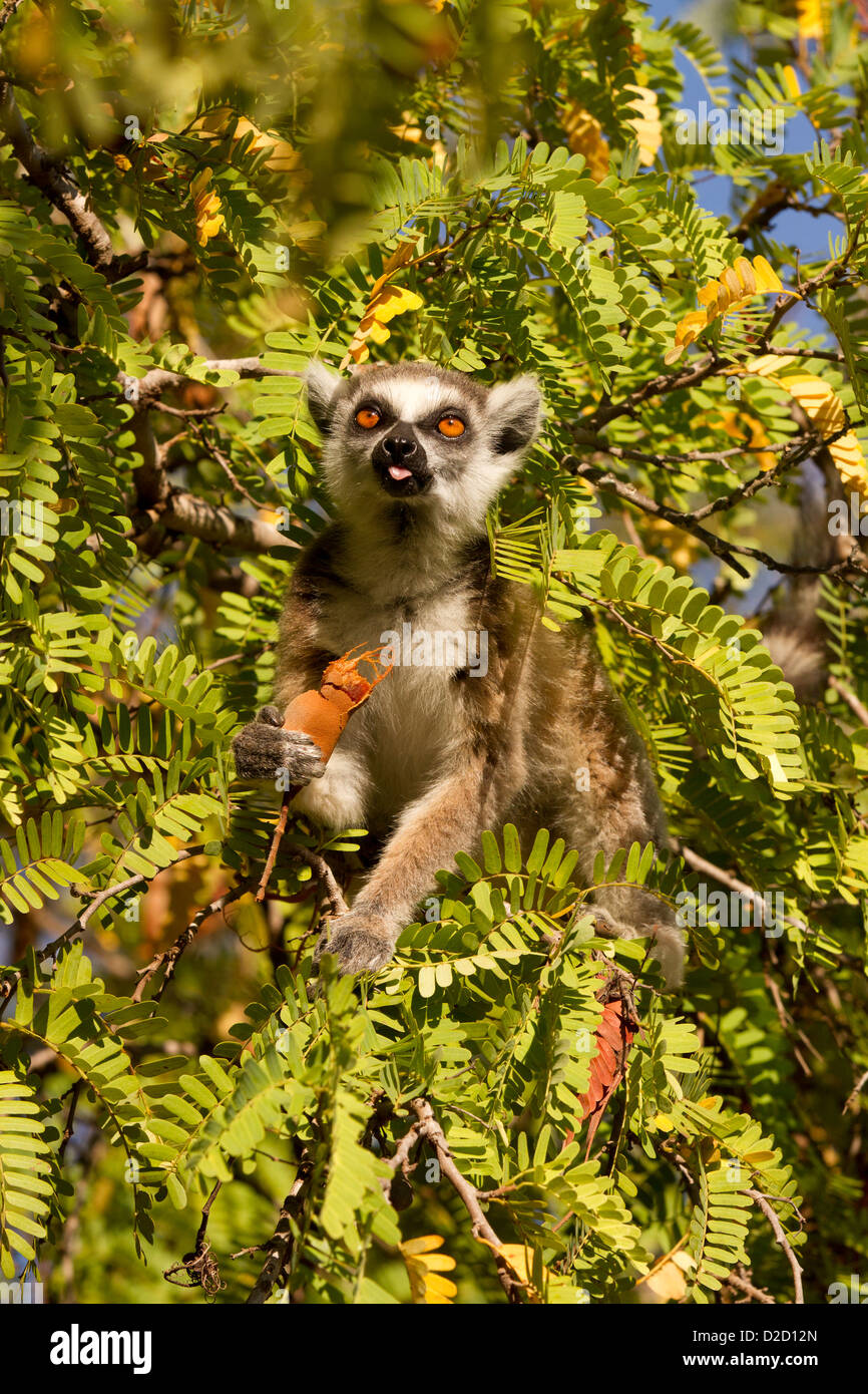 Anello lemure codato, (Lemur catta) alimentazione Foto Stock