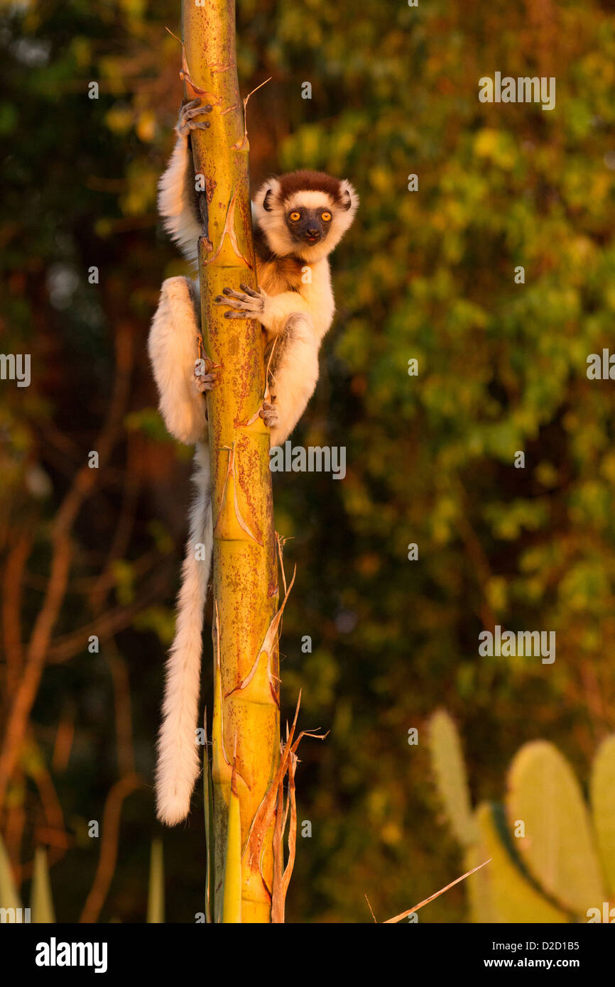La Verreaux Sifaka, (Propithecus verreauxi) aggrappandosi ad un albero Foto Stock