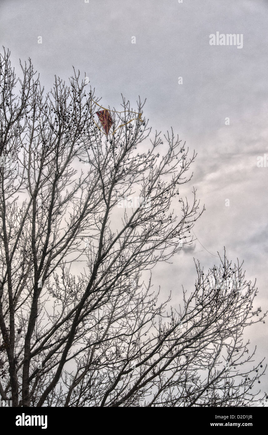 Kite perso nella struttura ad albero al Lago di Parker Park lungo le rive del lago di Parker in Lakeland, Florida. Foto Stock