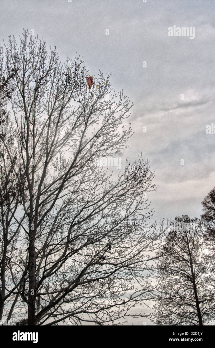 Kite perso nella struttura ad albero al Lago di Parker Park lungo le rive del lago di Parker in Lakeland, Florida. Foto Stock