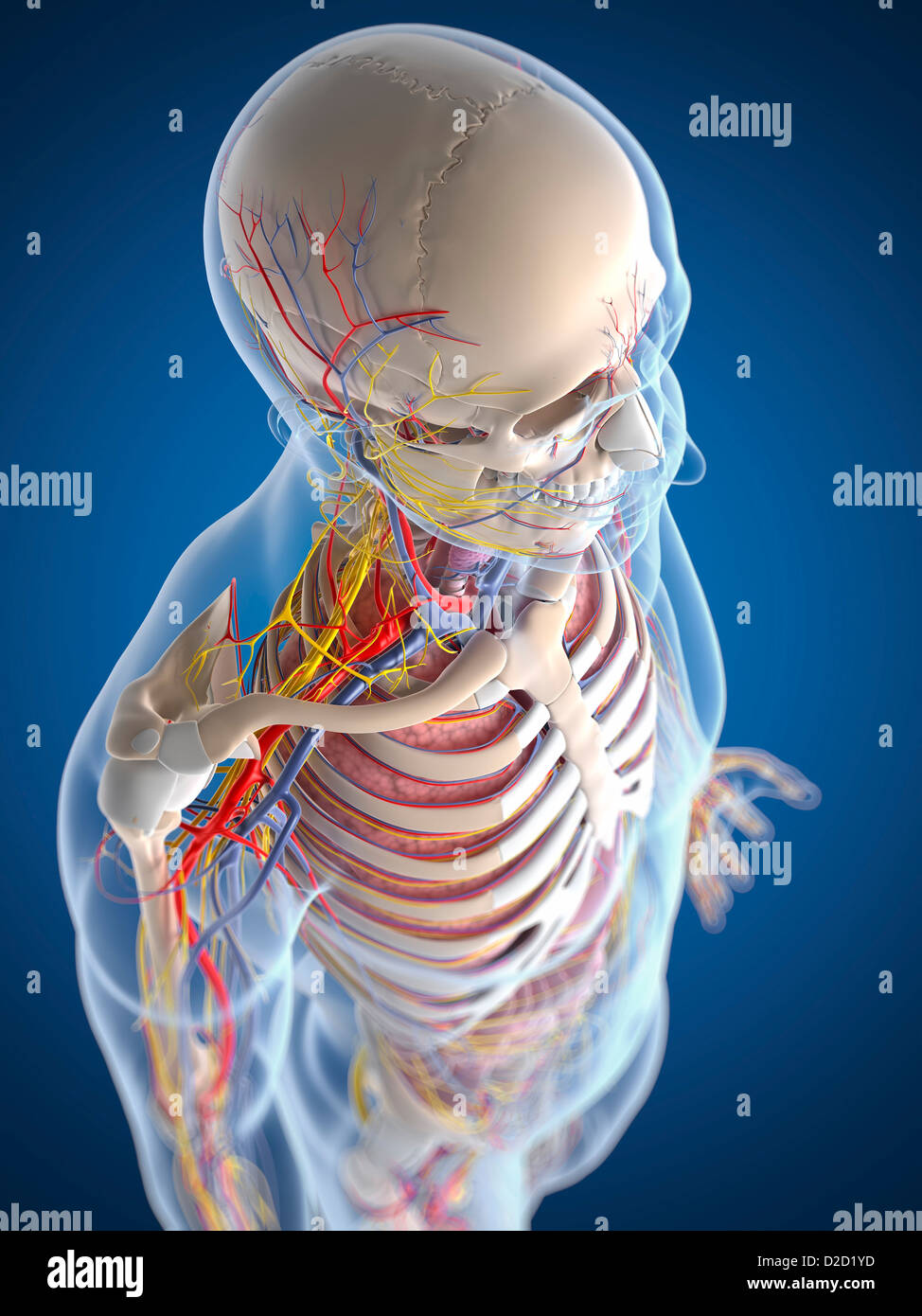 Anatomia umana illustrazione del computer Foto Stock