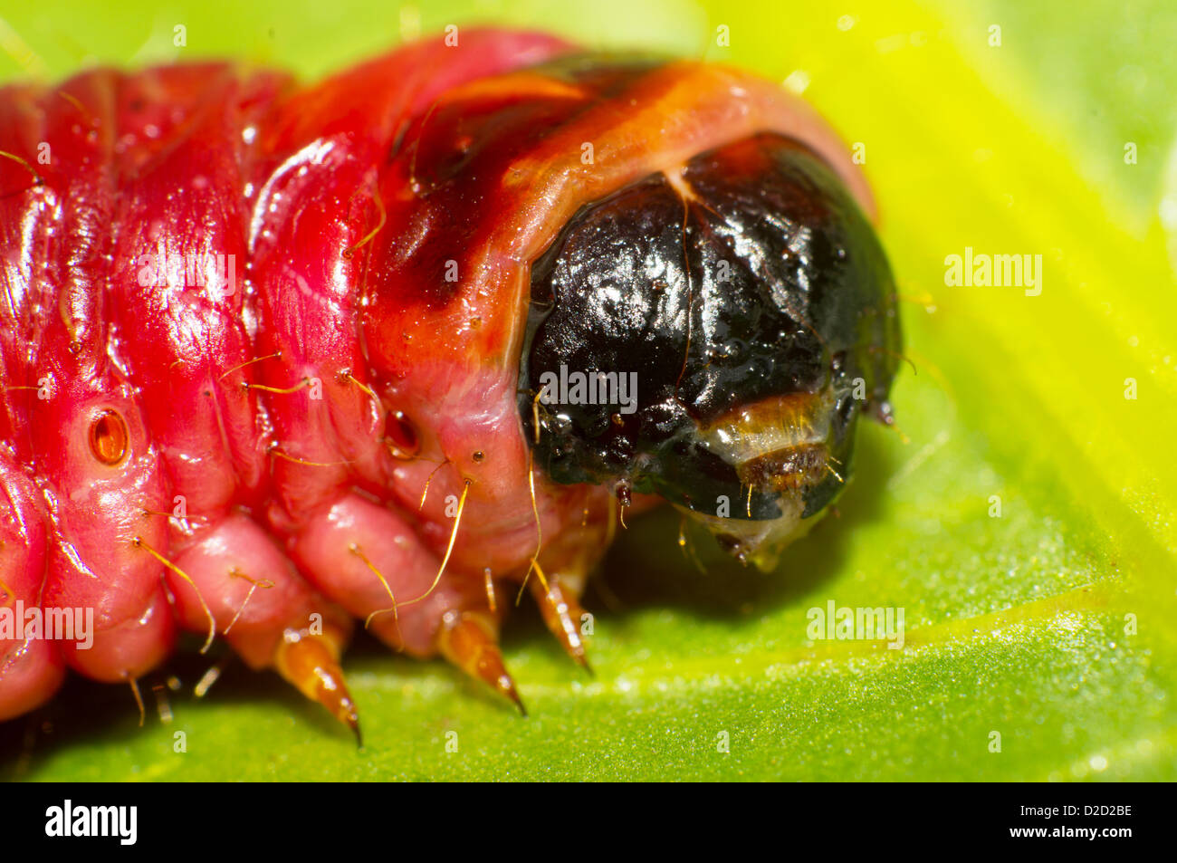 Big Red catterpillar di Cossus cossus testa close-up Foto Stock