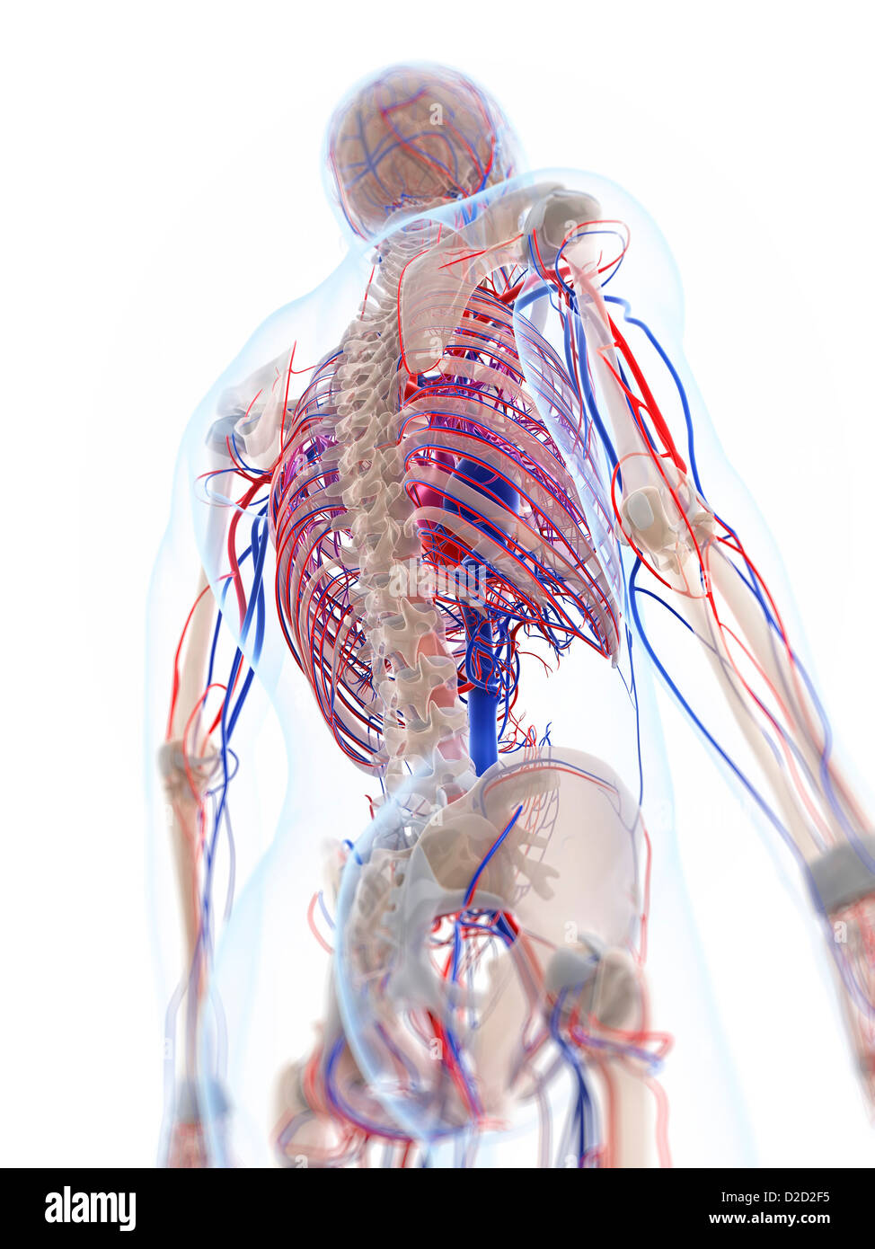 Maschio sistema vascolare computer artwork Foto Stock