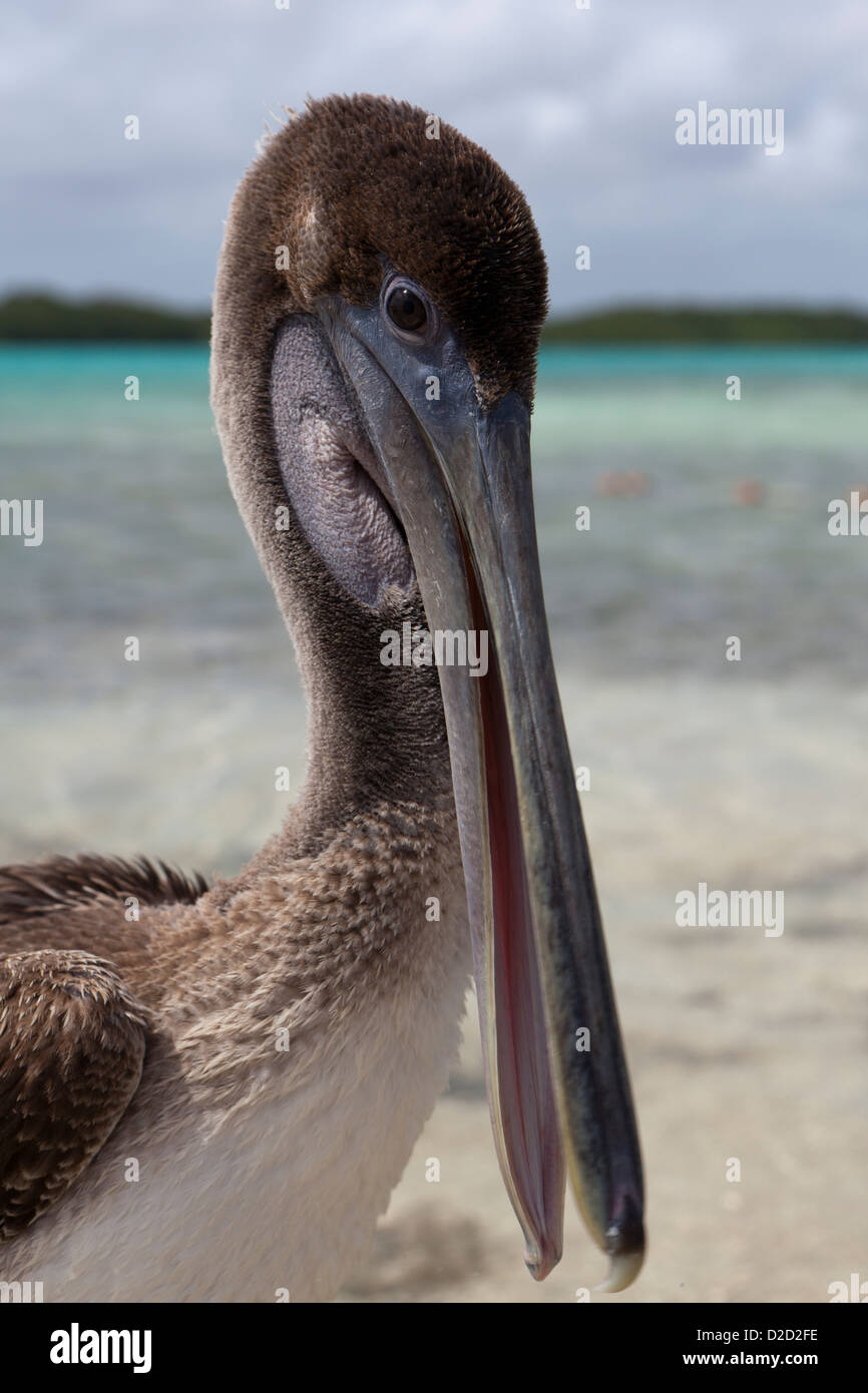 Un pellicano godendo il sole, lavori di posa in opera su una roccia a Lac Bay. Foto Stock