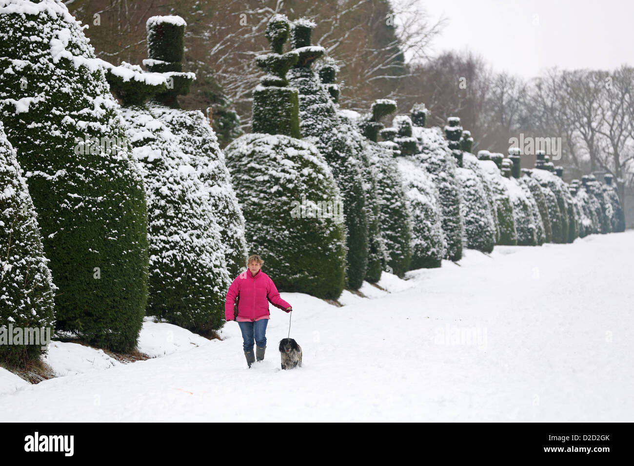 Lucy Robinson cammina il suo cane spazzare la neve a Clipsham Yew Tree Avenue di Rutland. Foto Stock