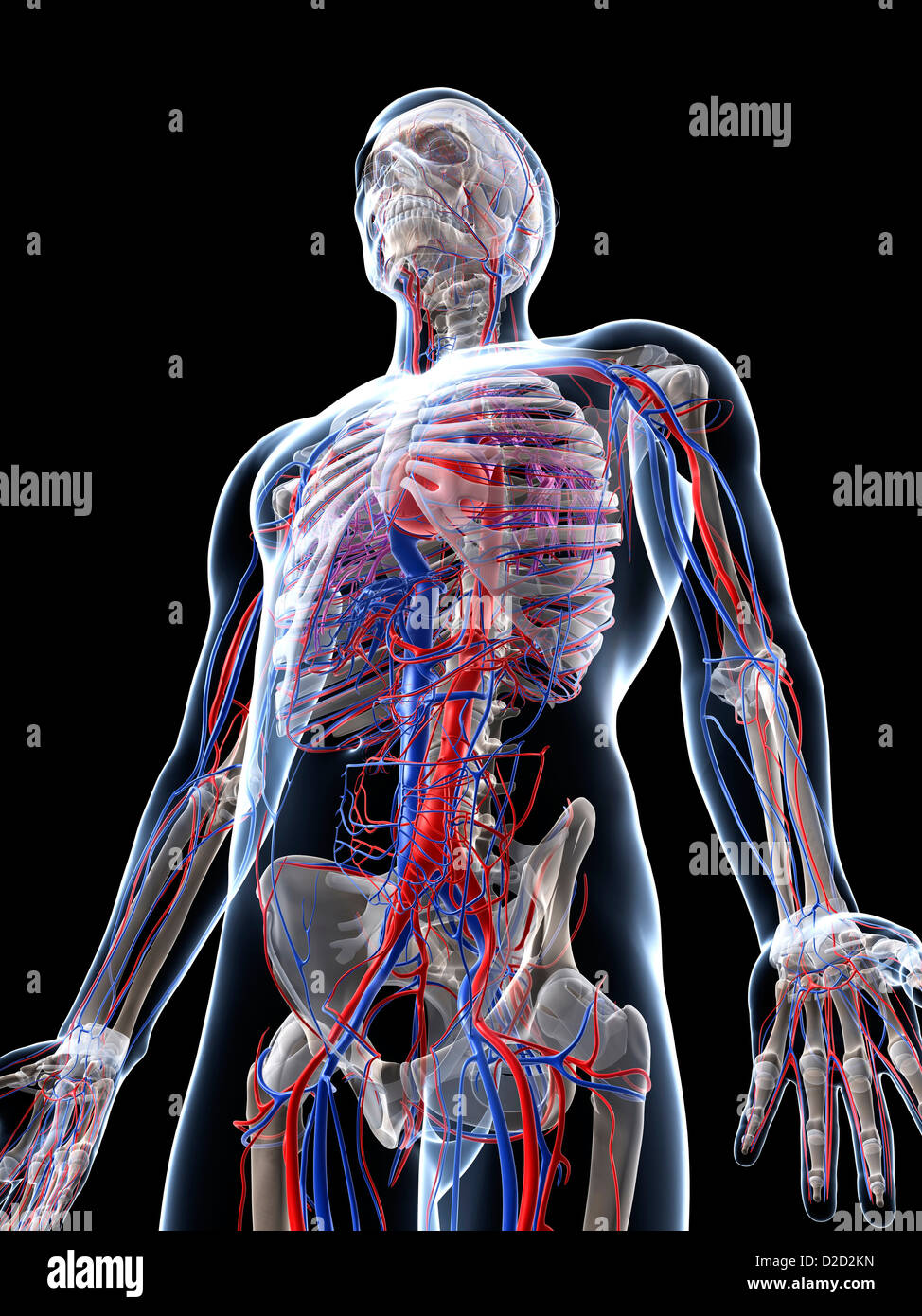 Maschio sistema vascolare computer artwork Foto Stock