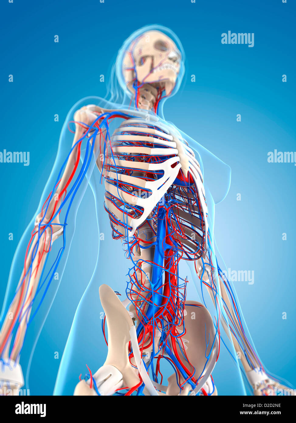 Femmina sistema vascolare computer artwork Foto Stock