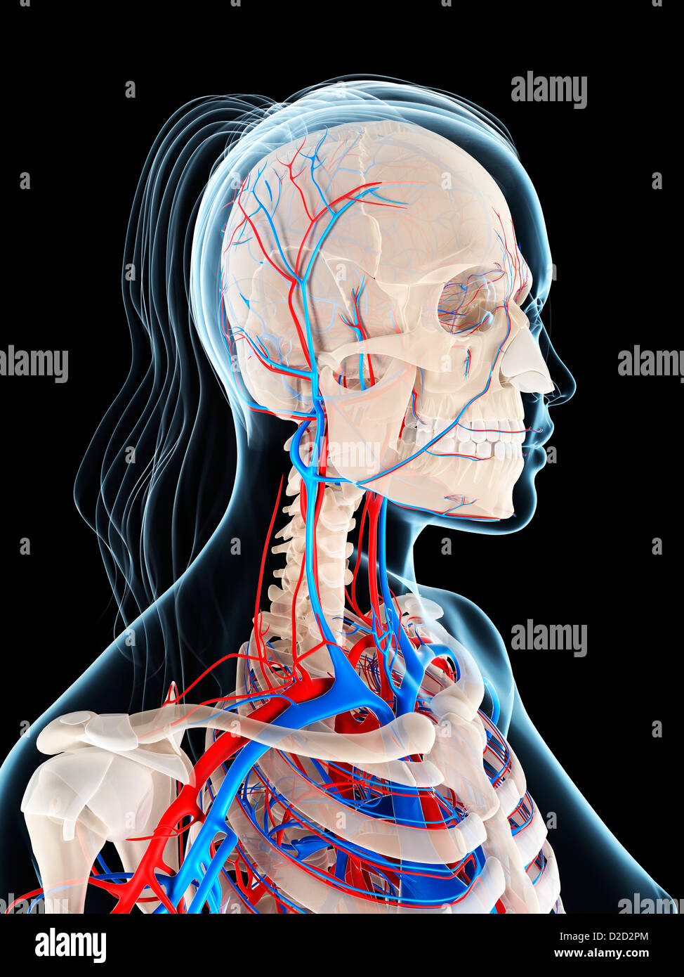 Femmina sistema vascolare computer artwork Foto Stock