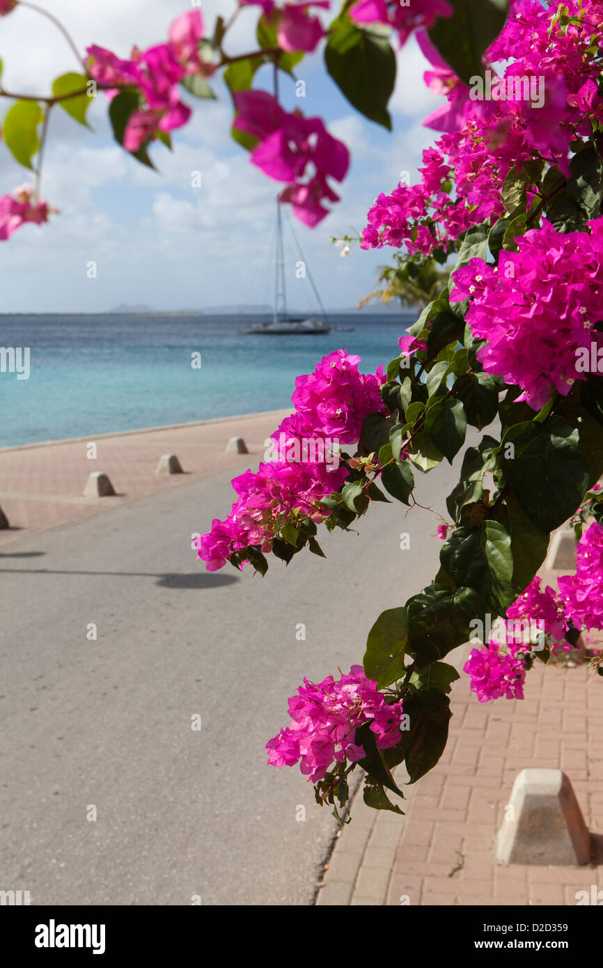 Un yatch achoured della riva, Kralendijk Bonaire, visto attraverso una rosa di albero fiorito. Foto Stock