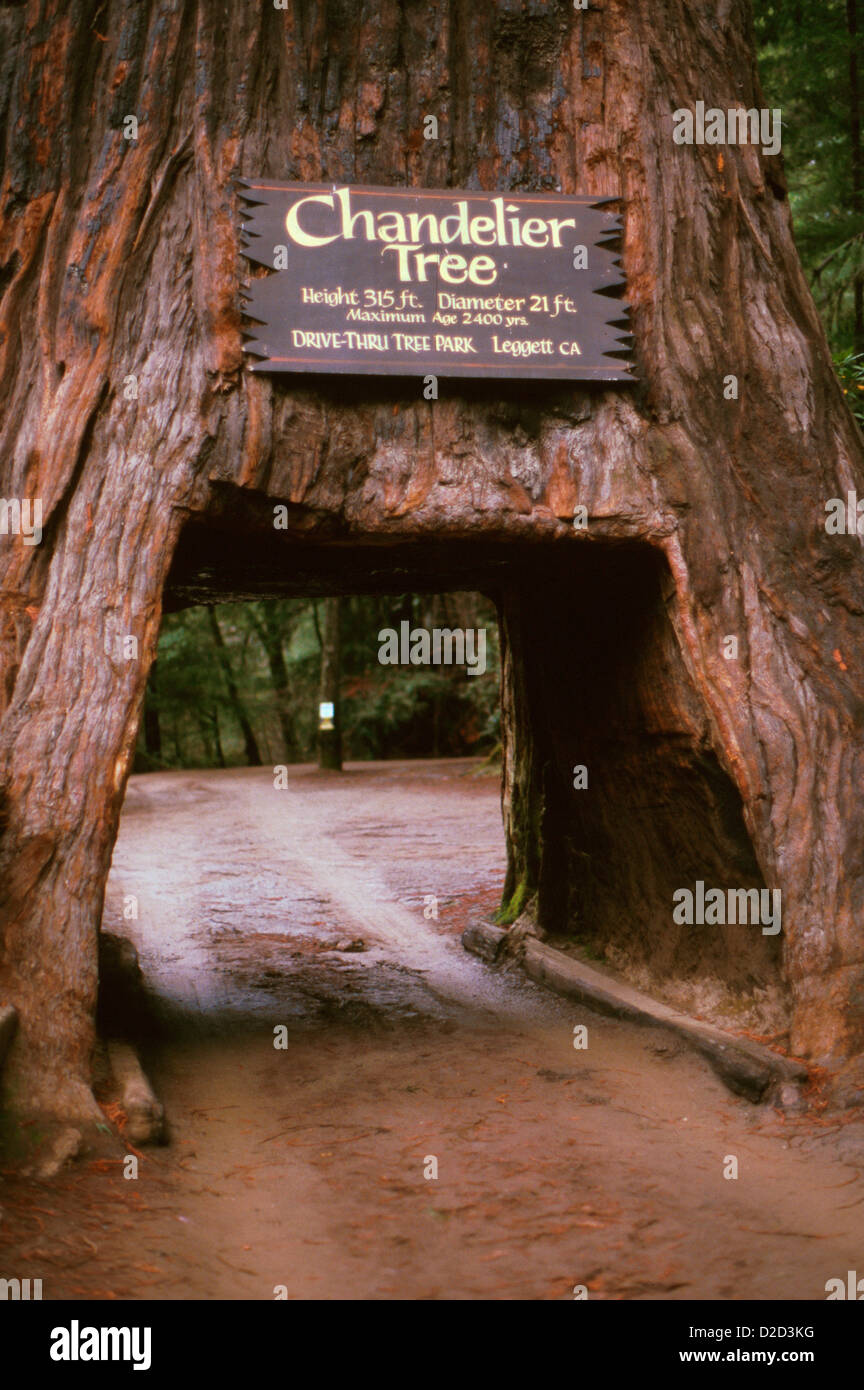 In California. Leggett. Drive-Thru Tree Park. Lampadario Tree Foto Stock