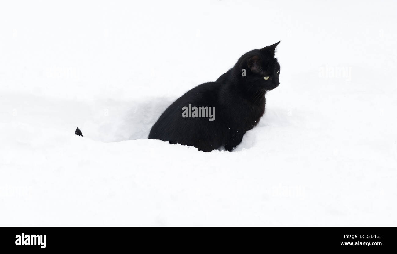 Un gatto nero nella neve profonda, inverno, Regno Unito Foto Stock