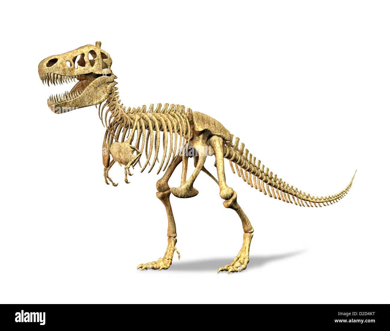 Tyrannosaurus rex skeleton T rex dinosauro carnivoro che misura 5 metri di altezza e del peso di 7 tonnellate Foto Stock