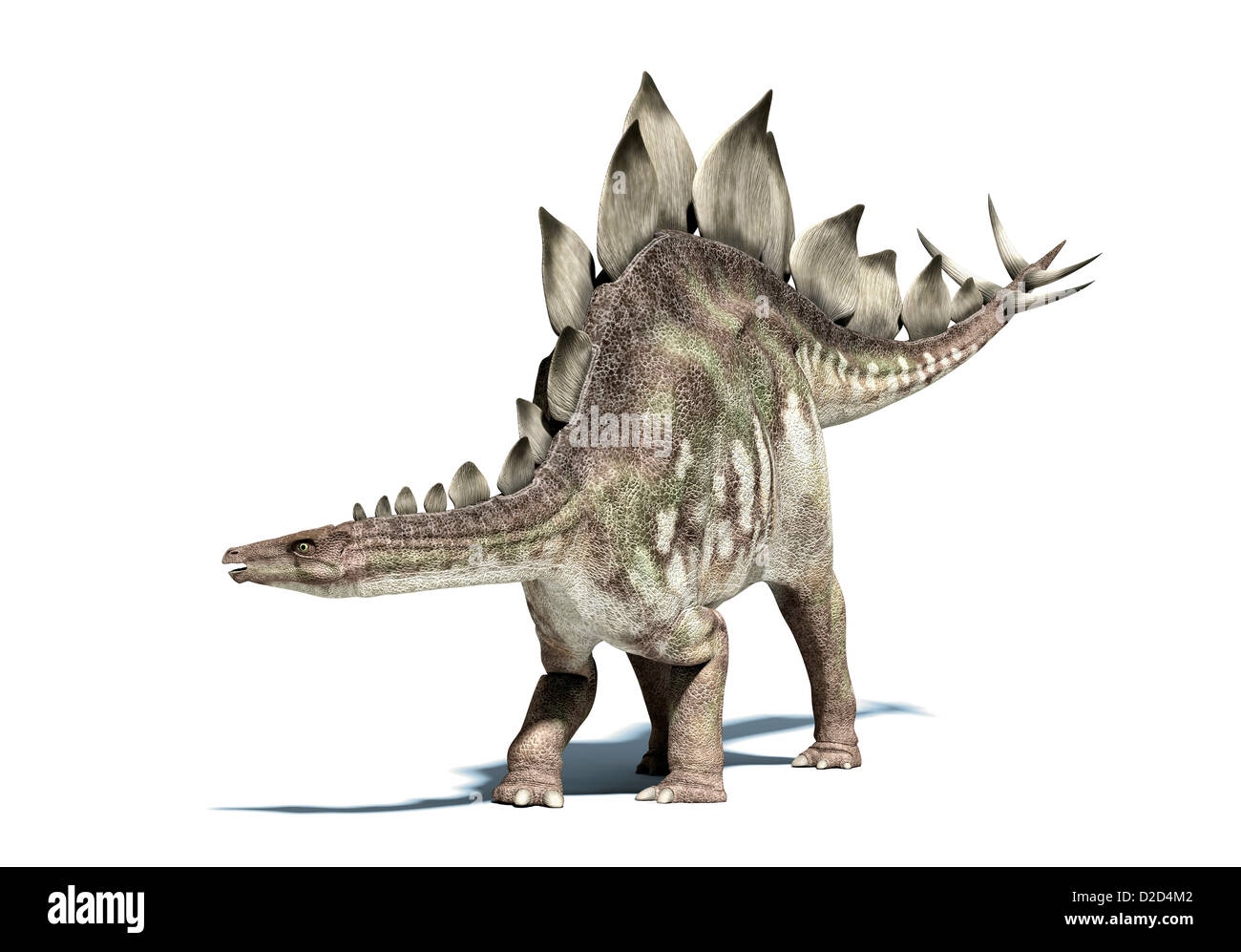 Dinosauro Stegosaurus dinosauro erbivoro vissuto durante la tomaia giurassico Foto Stock