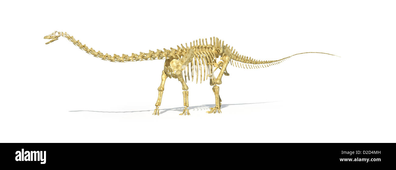 Diplodocus scheletro di dinosauro gigante dinosauro erbivori predator late Jurassic Foto Stock
